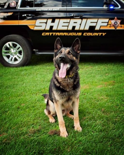 Cattaraugus County Sheriff's Office K-9 Nichols to Get Donation of Body ...